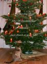 Frostee_Weihnachtsgruesse_2007.jpg