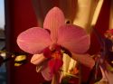 Orchideen_2009_03_30_03.JPG