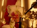 Orchideen_2009_03_30_04.JPG