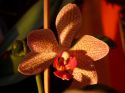 Orchideen_2009_03_30_05.JPG