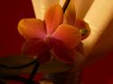 Orchideen_2009_03_30_06.JPG