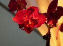 Orchideen_2009_03_30_07.JPG