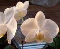 Orchideen_2009_03_30_10.JPG