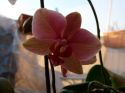 Orchideen_2009_03_30_11.JPG